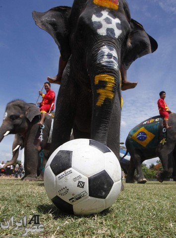 جام جهانی فوتبال فیل ها (عکس)