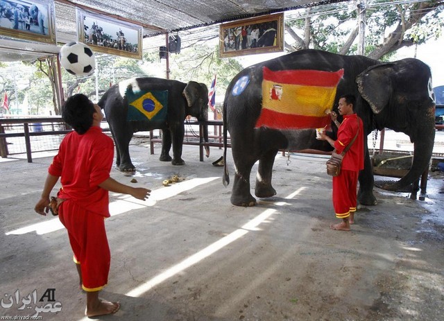 جام جهانی فوتبال فیل ها (عکس)