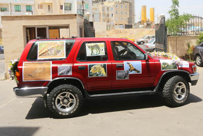 یوزپلنگ ایرانی روی ماشین عروس قزوینی (+عکس)