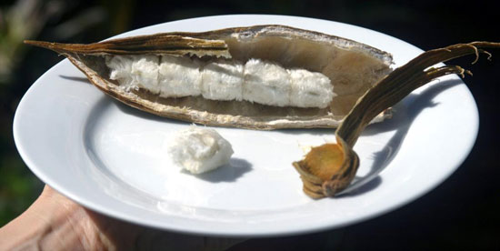 تا به حال باقلا بستنی خوردید؟! (عکس)