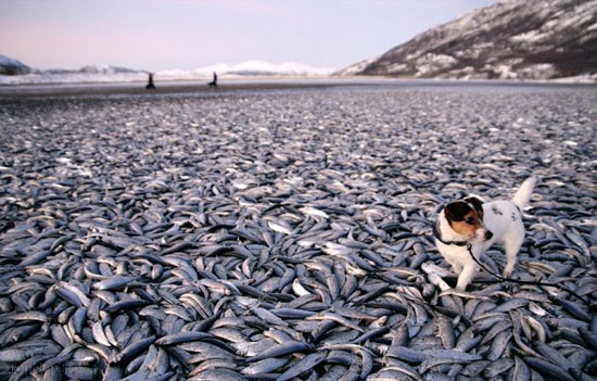 ماهی های یخ زده در رودخانه نروژ (عکس)