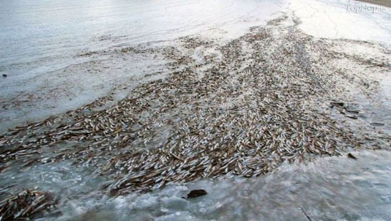 ماهی های یخ زده در رودخانه نروژ (عکس)