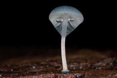 دنیای شگفت انگیز قارچ ها (عکس)