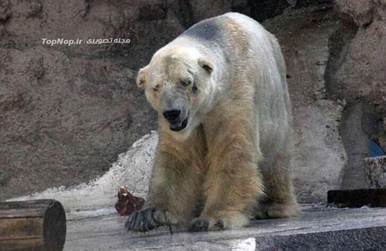 افسرده ترین خرس دنیا (عکس)