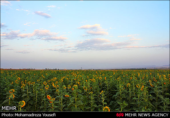 مزرعه  آفتابگردان (عکس)