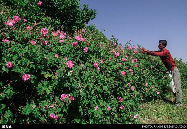 برداشت گل محمدی در لاله زار کرمان (عکس)