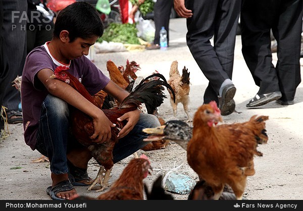 بازار فروش پرندگان در بوشهر (عکس)