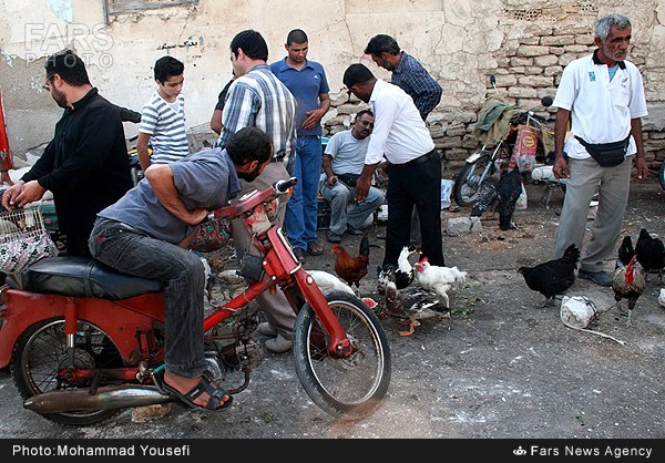 بازار فروش پرندگان در بوشهر (عکس)