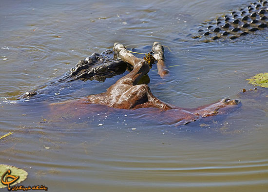 اسبی که طعمه تمساح شد (عکس)