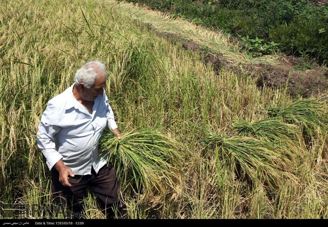 برداشت برنج در گیلان (عکس)