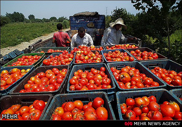 برداشت گوجه فرنگی - گلستان (عکس)