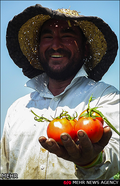 برداشت گوجه فرنگی - گلستان (عکس)