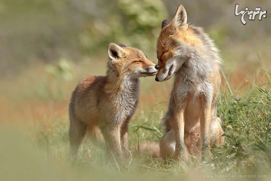 روباه های وحشی اما زیبا (+عکس)