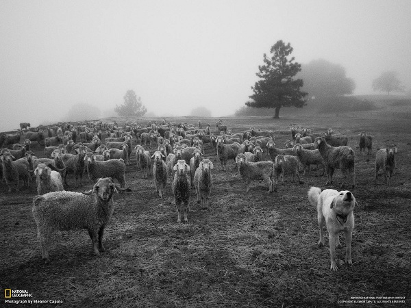 منتخبی از نشنال جئوگرافیک(عکس)