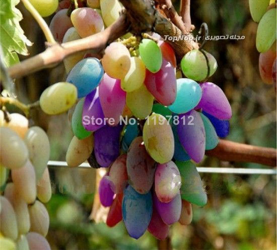 انگور های رنگین کمانی (+عکس)