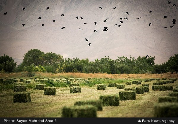برداشت علوفه - استان مرکزی (عکس)