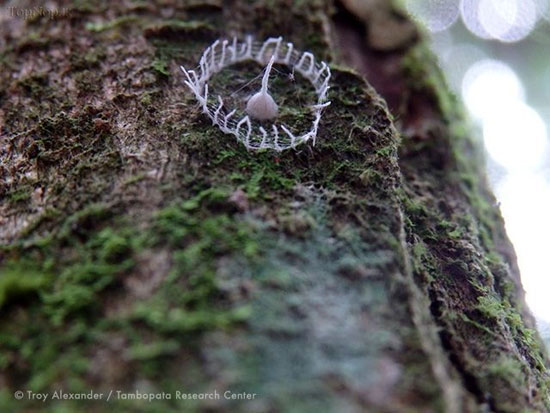 اثر هنری برای محافظت از تخم ها! (+عکس)