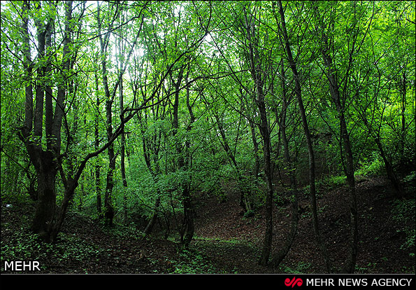 طبیعت جنگل های ارسباران - تبریز (عکس)