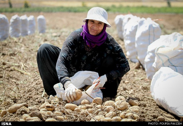 کارگران ۶ تا ۶۰ ساله مزارع همدان (عکس)