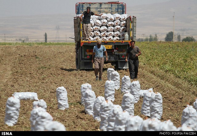 کارگران ۶ تا ۶۰ ساله مزارع همدان (عکس)