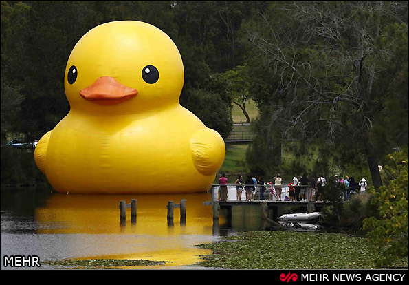 بزرگترین اردک عروسکی دنیا (عکس)