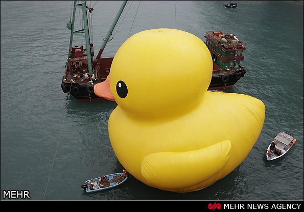 بزرگترین اردک عروسکی دنیا (عکس)