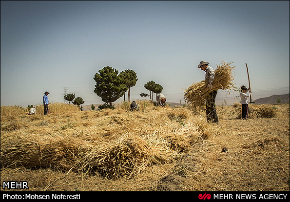 برداشت سنتی گندم (عکس)