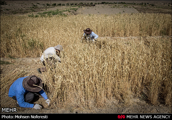 برداشت سنتی گندم (عکس)
