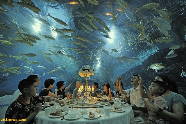 صرف شام با ماهیان!(عکس)