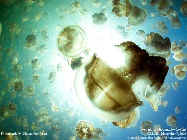 منتخبی از نشنال جئوگرافیک(عکس)