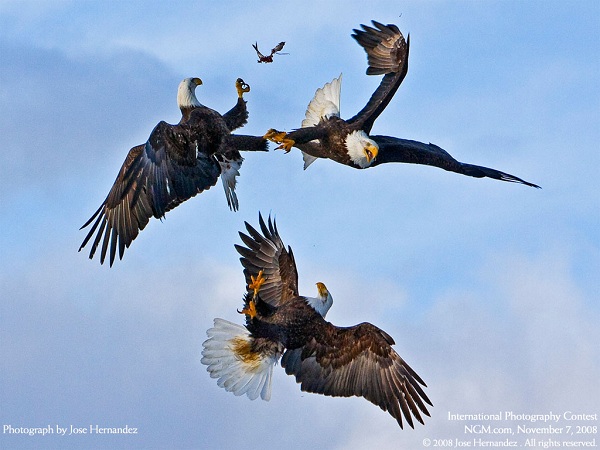 منتخبی از نشنال جئوگرافیک(عکس)