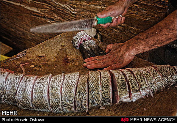 بازار ماهی و میگو بوشهر (عکس)