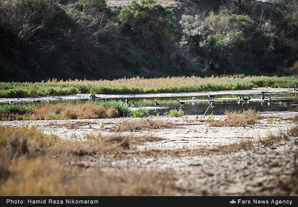 خشکسالی باتلاق گاوخونی (عکس)
