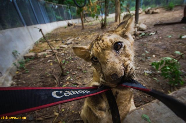 دنیای حیوانات(عکس)