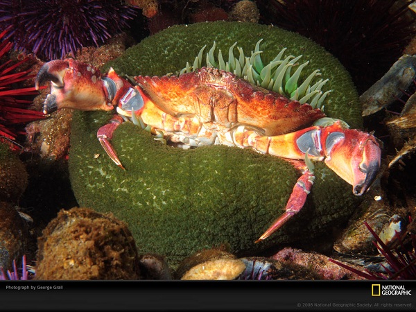 دنیای حیوانات(عکس)