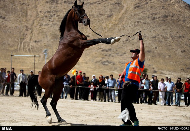جشنواره زیبایی اسب - اراک (عکس)