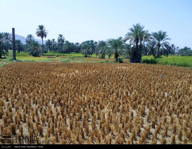 برداشت برنج در سیستان و بلوچستان (عکس)