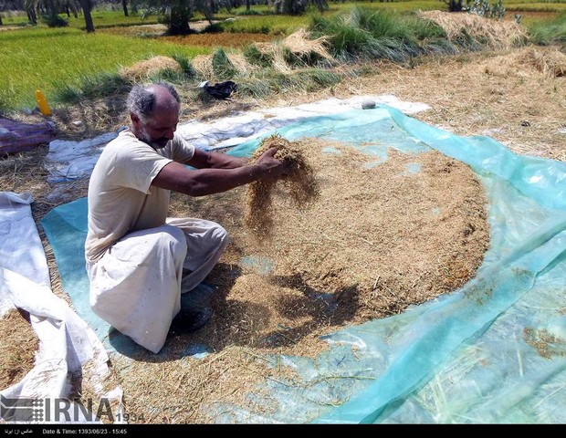 برداشت برنج در سیستان و بلوچستان (عکس)