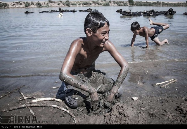 گاومیش ها؛ همبازی کودکان کارون خوزستان (عکس)