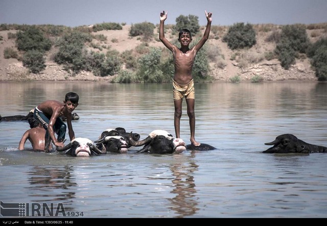 گاومیش ها؛ همبازی کودکان کارون خوزستان (عکس)