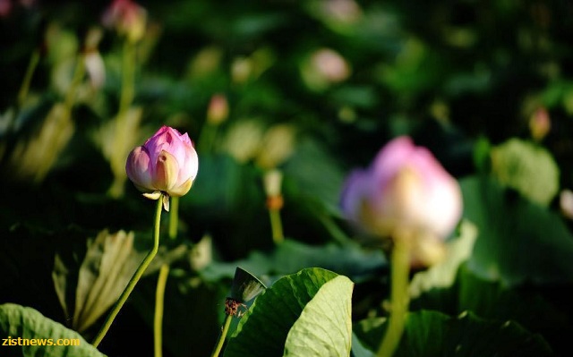 تور نیلوفرهای وحشی(+عکس)