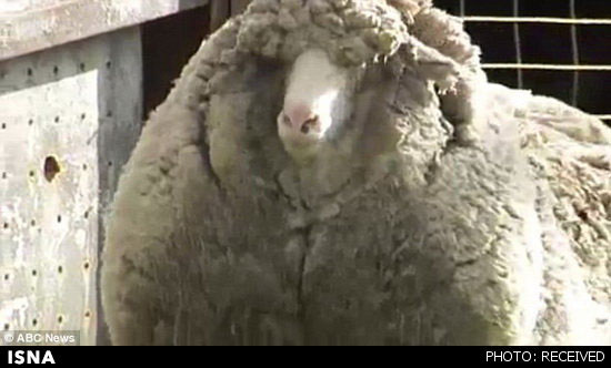 پشمالوترین گوسفند جهان (+عکس)