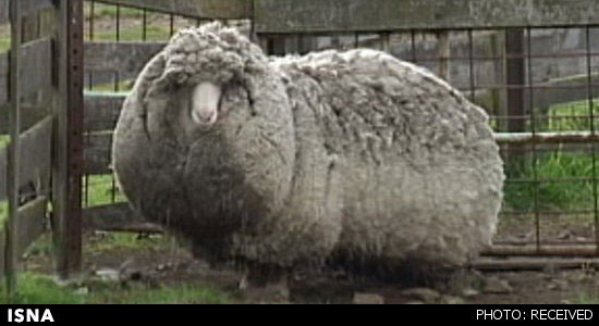 پشمالوترین گوسفند جهان (+عکس)