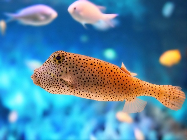 دنیای حیوانات(عکس)