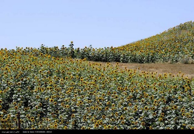 مزرعه آفتابگردان در گرگان (عکس)