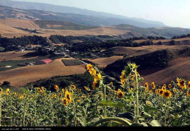مزرعه آفتابگردان در گرگان (عکس)
