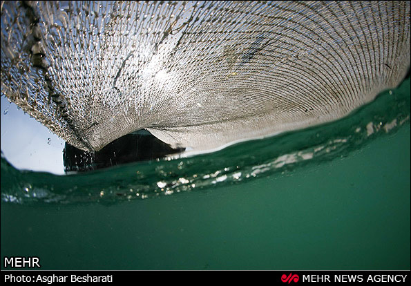 صید میگو - جزیره قشم (عکس)