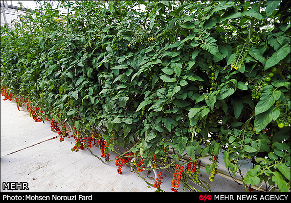 گلخانه پرورش گوجه گیلاسی در قم (عکس)