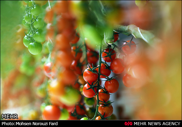گلخانه پرورش گوجه گیلاسی در قم (عکس)