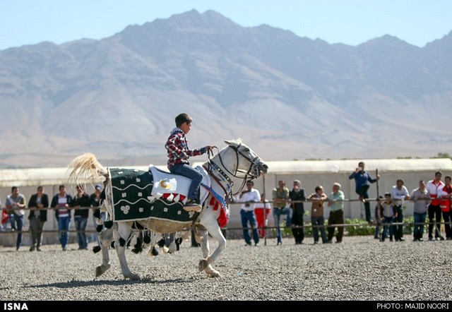 نمایش اسب‌های آیین تعزیه - استان مرکزی (عکس)